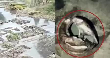 পাট জাঁক দিতে গিয়ে উদ্ধার আস্ত সোনার ঘাটি! এলাকাজুড়ে তোলপাড় পাট