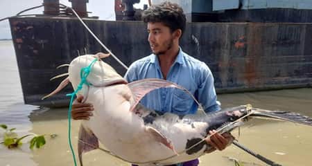 পদ্মায় জেলের জালে ধরা পড়লো ৩৪ কেজির বাঘাইর মাছ বাগাড় মাছ