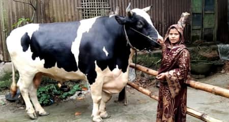 ক্রেতা না পেয়ে মানিককে নিয়ে চিন্তিত বিশ্ববিদ্যালয় ছাত্রী মানিক
