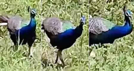 সকাল-সন্ধ্যা পাশে ঘুরে বেড়াবে ময়ূর, ঘুরে আসতে পারেন বাংলার এই গ্রাম ময়ূর