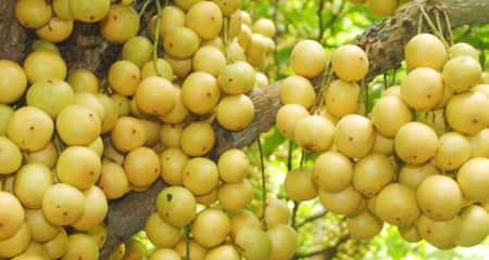 লটকন চাষে লাভের মুখ দেখছেন কৃষকরা লটকন চাষে