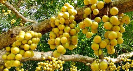 গাছের মগডালে থোকায় থোকায় ঝুলছে সুস্বাদু লটকন লটকন