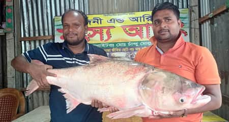 একটি সিলভার কার্পের দাম ১২ হাজার টাকা সিলভার কার্পের