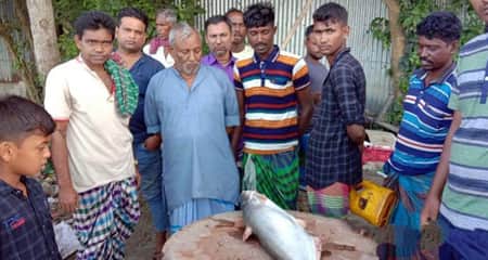 পদ্মায় জেলের জালে ধরা পড়লো সাড়ে ১০ কেজির পাঙ্গাস ১০ কেজির পাঙ্গাস