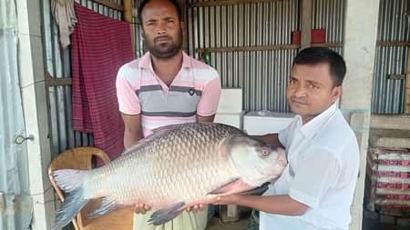 পদ্মায় ধরা পড়লো ২০ কেজির কাতল, বিক্রি হলো যত টাকায় ২০ কেজির কাতল