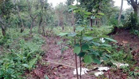 তিন হেক্টর জায়গায় ঐতিহ্যবাহী মধুপুর গড়ঞ্চলে গড়ে ওঠেছে আরবোরেটাম আরবোরেটাম মধুপুর