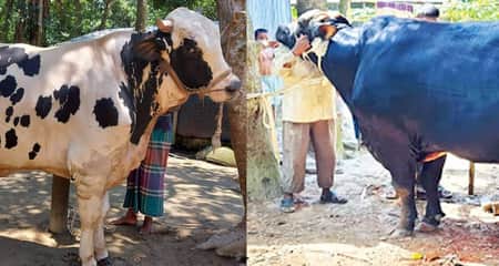 মানিকগঞ্জের সম্রাট-মানিক বাহাদুর, দাম যত টাকা
