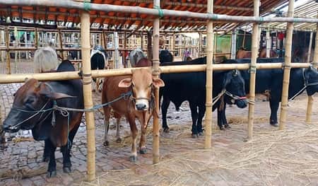 কোরবানির হাটে যেসব নির্দেশনা সরকারের কোরবানির হাটে যেসব নির্দেশনা সরকারের