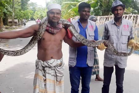 সুন্দরবনের অজগর খ্যাদ্যের সন্ধ্যানে লোকালয়ে সুন্দরবনের অজগর