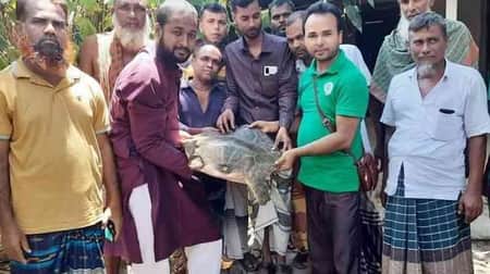 ২০ কেজি ওজনের গঙ্গা কাছিম উদ্ধার গঙ্গা কাছিম