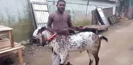 ছাগলের ওজন ২ মণেরও বেশি, দাম ৮৫ হাজার ছাগল