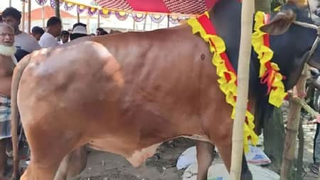 কোরবানির জন্য প্রস্তত ‘জায়েদ খান’ জায়েদ খান