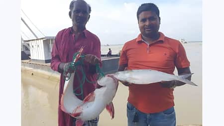 পদ্মায় ধরা পড়লো বিশালাকৃতির পাঙ্গাস-ইলিশ বিশালাকৃতির পাঙ্গাস-ইলিশ