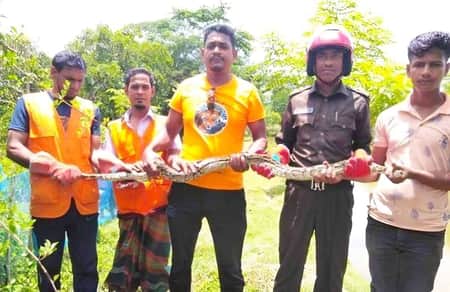 অজগর