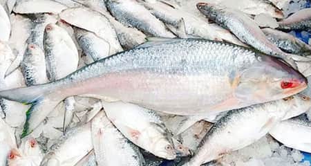 একটি ইলিশ মাছের দাম সাড়ে ৬ হাজার ইলিশ মাছের