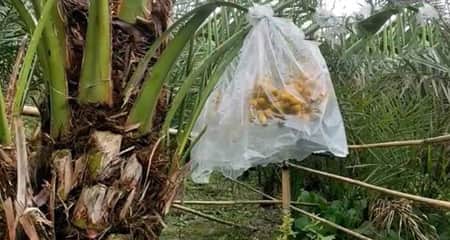 খেজুর চাষ