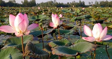 সোনাকান্ত বিলের চোখ জুড়ানো পদ্মফুল পদ্ম