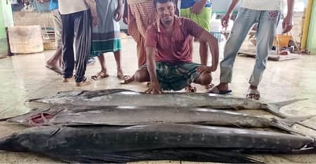 কুয়াকাটায় জেলের জালে ধরা পড়লো সেইল ফিশ সেইল ফিশ