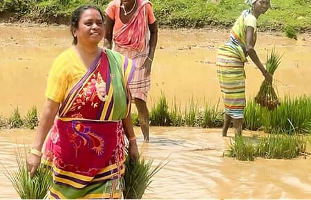 নিজের জমিতে নিজেই ধান রোপণ করছেন প্রতিমন্ত্রী প্রতিমন্ত্রী সন্ধ্যারাণী