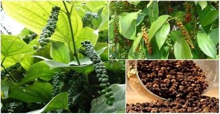 পাহাড়ি অঞ্চলে গোলমরিচ চাষে ব্যাপক সফলতা কৃষকদের
