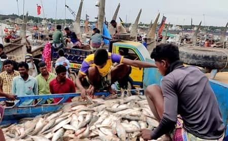 সবার পাতে জোটে না রুপালি ইলিশ