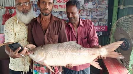 ১২ কেজির রুই