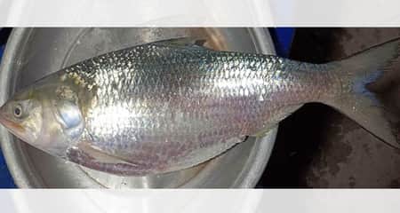 একটি ইলিশের দাম ৪ হাজার টাকা Ilish
