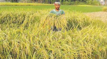 দিনাজপুরে আউশ ধানের বাম্পার ফলন, কৃষকের মুখে হাসি