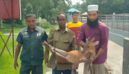 হরিণ