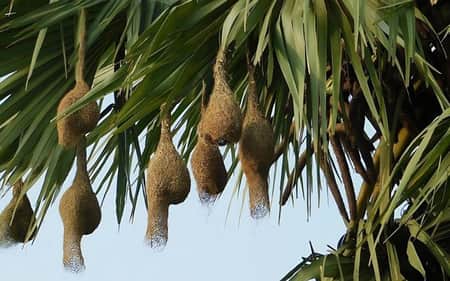 হারিয়ে যাচ্ছে নিপুণ কারুকার্য খচিত বাবুই পাখির বাসা বাবুই পাখির বাসা