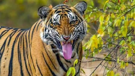 সুন্দরবনে স্ত্রীর চোখের সামনে জেলেকে ধরে নিয়ে গেলো বাঘ বাঘ