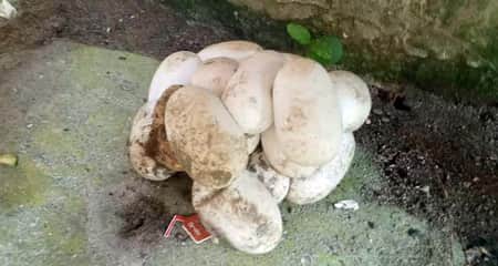 বরিশাল বিশ্ববিদ্যালয় ক্যাম্পাস থেকে ডিমসহ পদ্ম গোখরা উদ্ধার ডিমসহ পদ্ম গোখরা