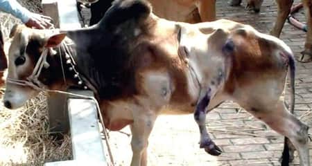 পাঁচ পা ও দুই লেজওয়ালা গরু