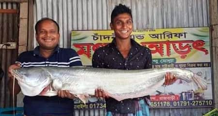 বোয়াল