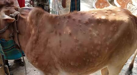 যে রোগে মরছে গরু, বিশাল ক্ষতির মুখে খামারিরা গরু