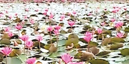 লাল শাপলায় রঙিন সাজে সুতার বিল