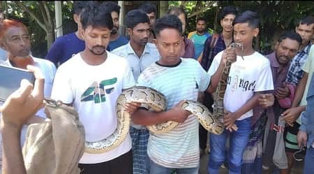 বিলে মাছের জালে ধরা পড়লো ১১ ফুট অজগর সাপ সাপ
