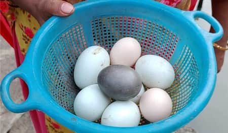 জানা গেলো হাঁস-মুরগির কালো ডিম দেওয়ার কারণ
