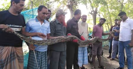 অজগর