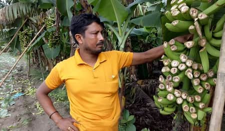রাতের আধারে কৃষকের ফসল নষ্ট করলো দুর্বৃত্তরা কৃষকের ফসল নষ্ট
