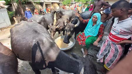 কৃষকের ১৫ মহিষ ধরে নিলামে বিক্রির অভিযোগ