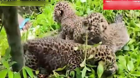 চিতাবাঘের শাবক