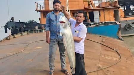 পদ্মার এক বোয়ালের দাম ২৭ হাজার টাকা বোয়াল