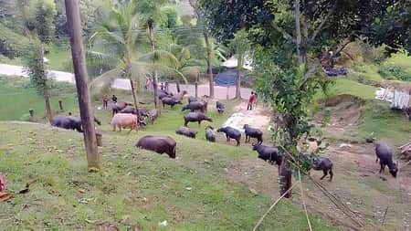 মিয়ানমার থেকে আনা মহিষ
