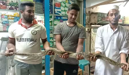 ধান ক্ষেতে মিললো বিশালাকৃতির অজগর