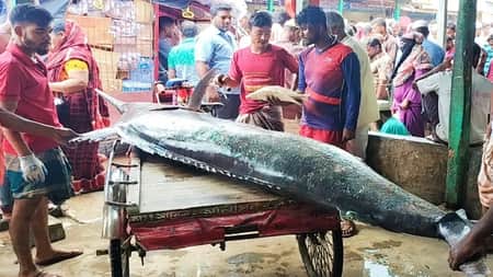 কুয়াকাটায় ৫০ কেজি ওজনের পা‌খি মাছ, যত দামে বিক্রি হলো