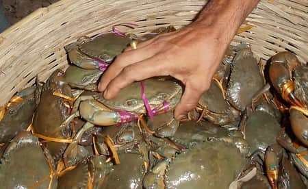 বরগুনায় কাঁকড়া চাষে ব্যাপক সফলতা চাষিদের