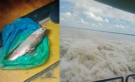 মাঝনদীতে জাহাজে লাফিয়ে উঠল ইলিশ, ধরলেন যাত্রী! ইলিশ
