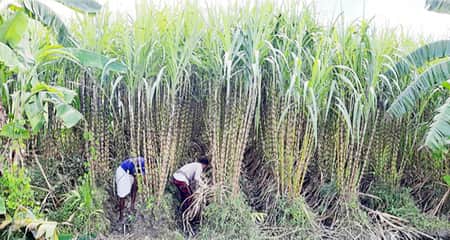 আখ চাষ