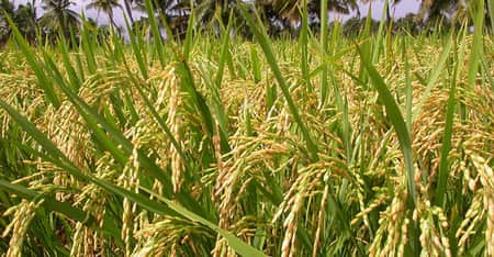 নন্দীগ্রামে কৃষকের প্রতি বিঘার আমন ধানে ৪০ হাজার টাকা আয় আমন ধানে